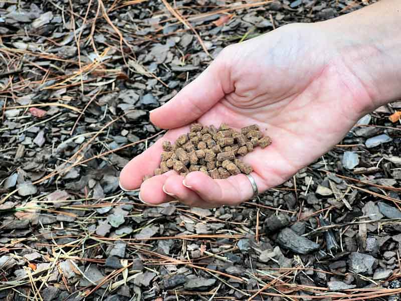 When to Fertilize Fig Trees A Complete Guide The Fruit Grove