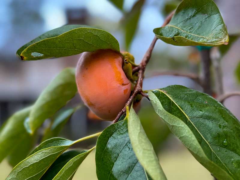 Planting a Persimmon Tree Where, When, and How to Do It The Fruit Grove