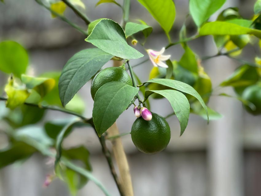 Fertilizing Potted Lemon Trees Everything You NEED to Know The Fruit