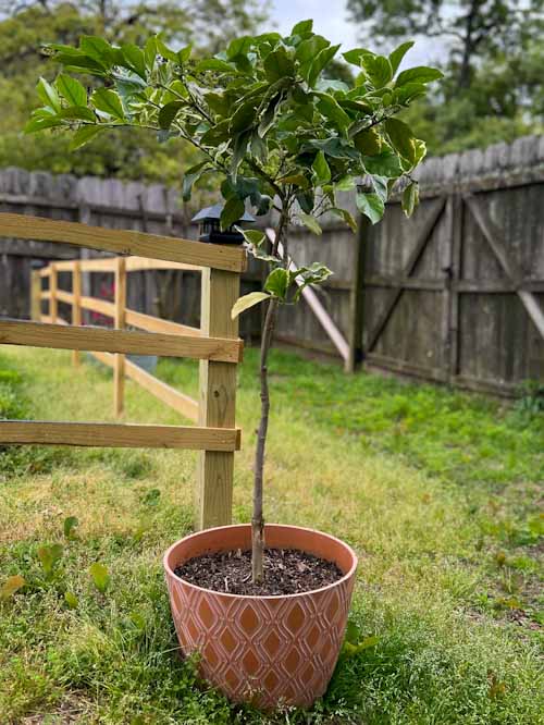The Best DIY Citrus Potting Mix Recipe (Plus 5 Brands to Try) The Fruit Grove