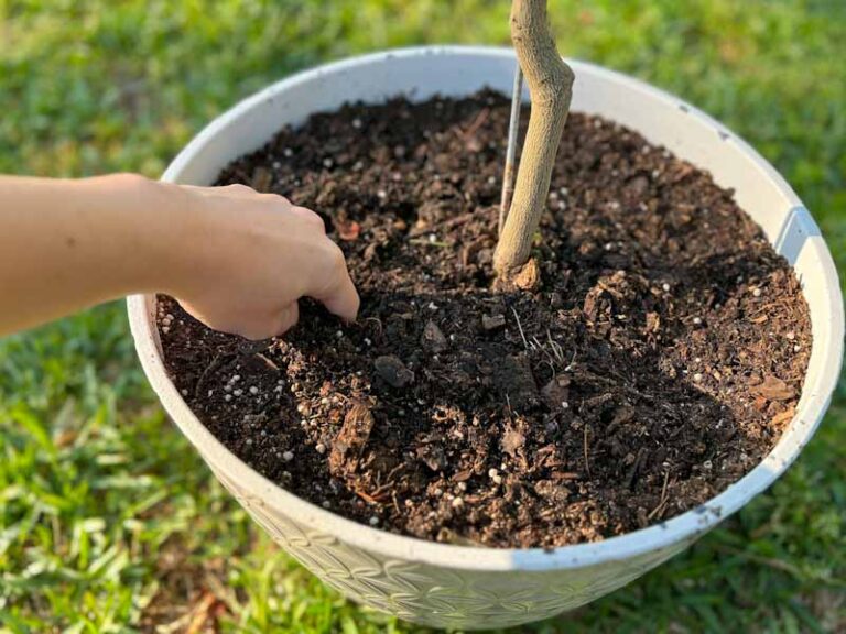 Watering Lemon Trees How to Get It Just Right The Fruit Grove