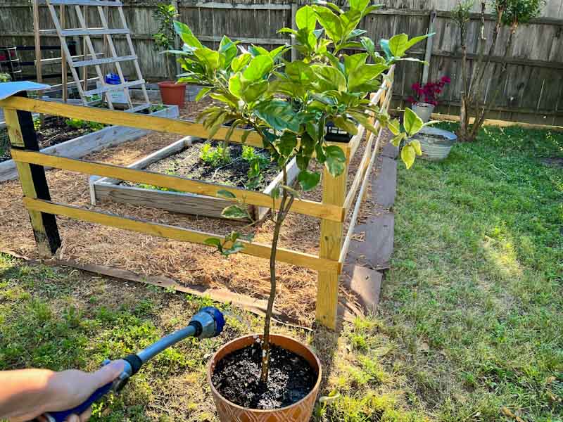 Watering Lemon Trees How to Get It Just Right The Fruit Grove