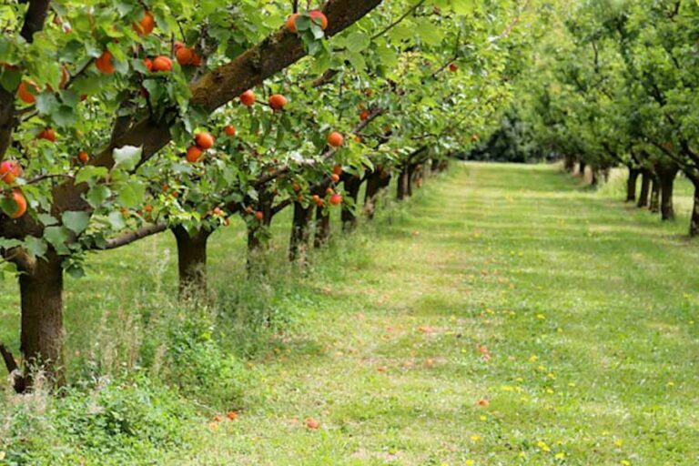 When Do Apricot Trees Flower? Best Varieties by Bloom Time The Fruit Grove