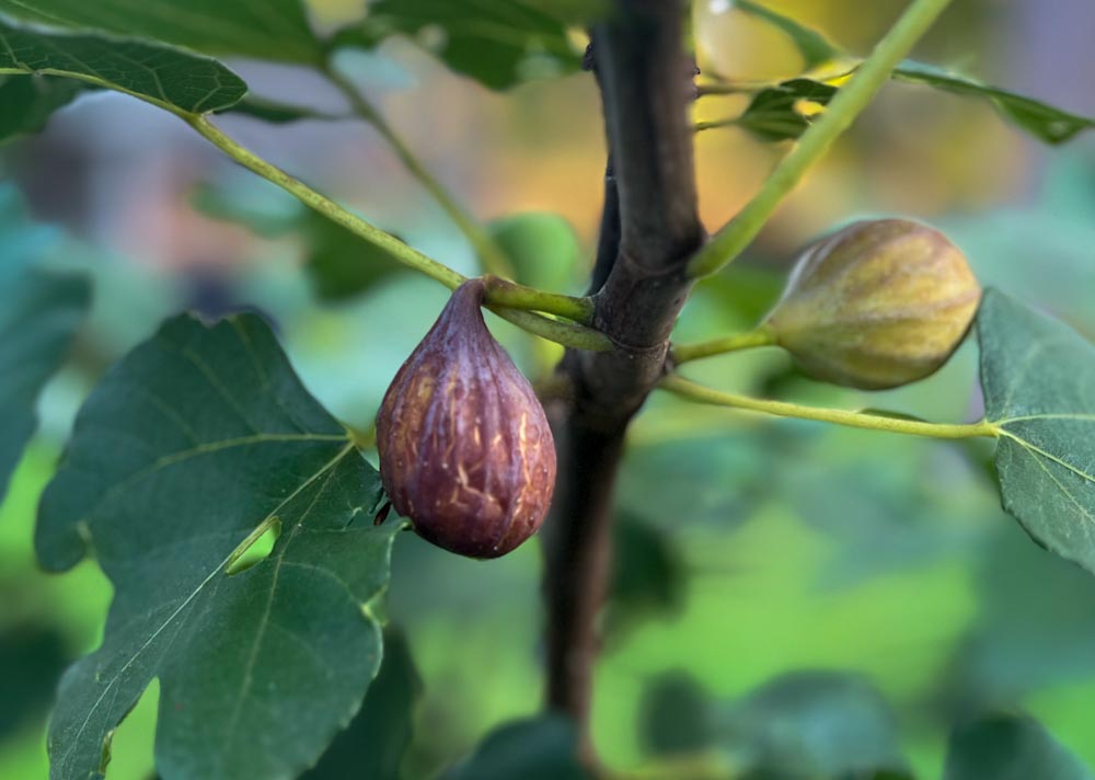 Picking Perfect Figs How to Tell When Figs are Ripe The Fruit Grove