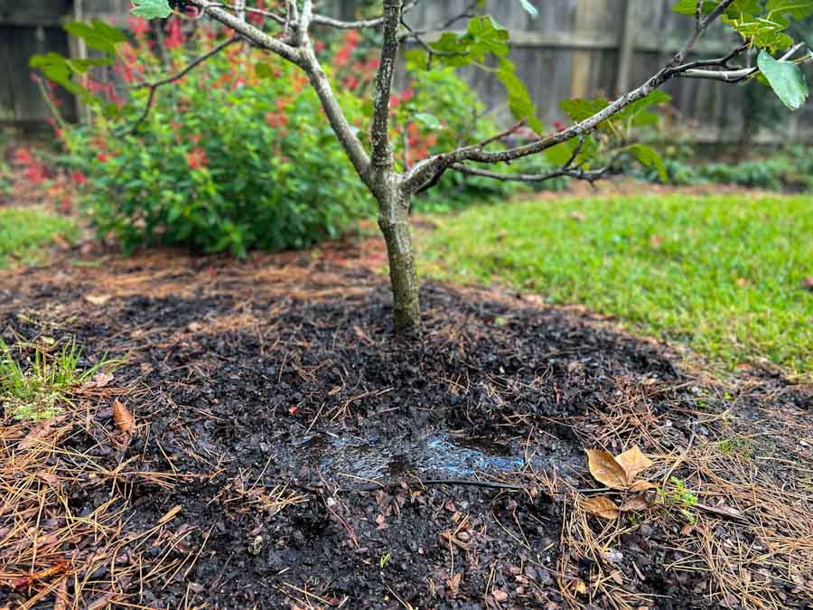 Soil pH for Fruit Trees Why it Matters and How to Adjust It The