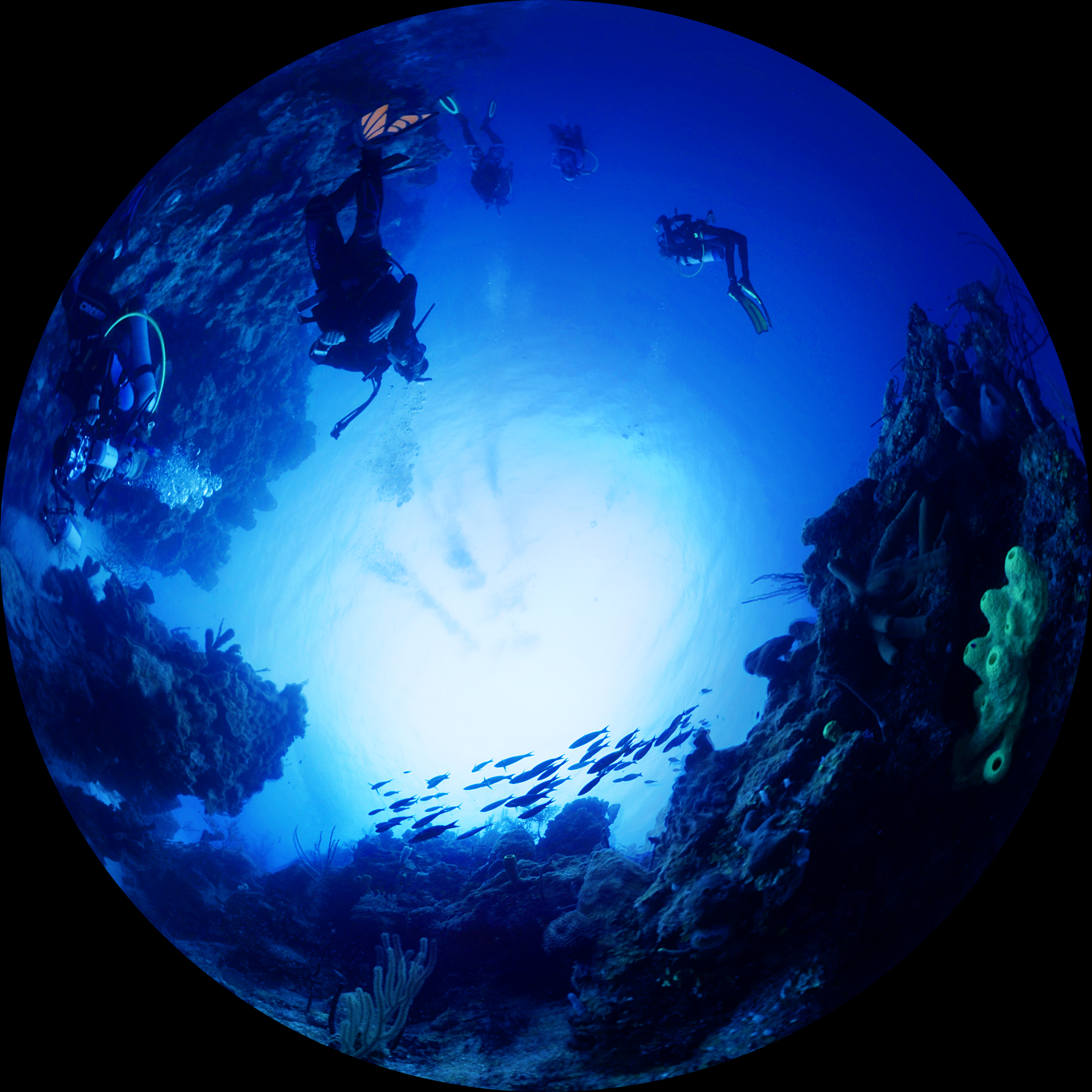 thereefsofbelize_001165