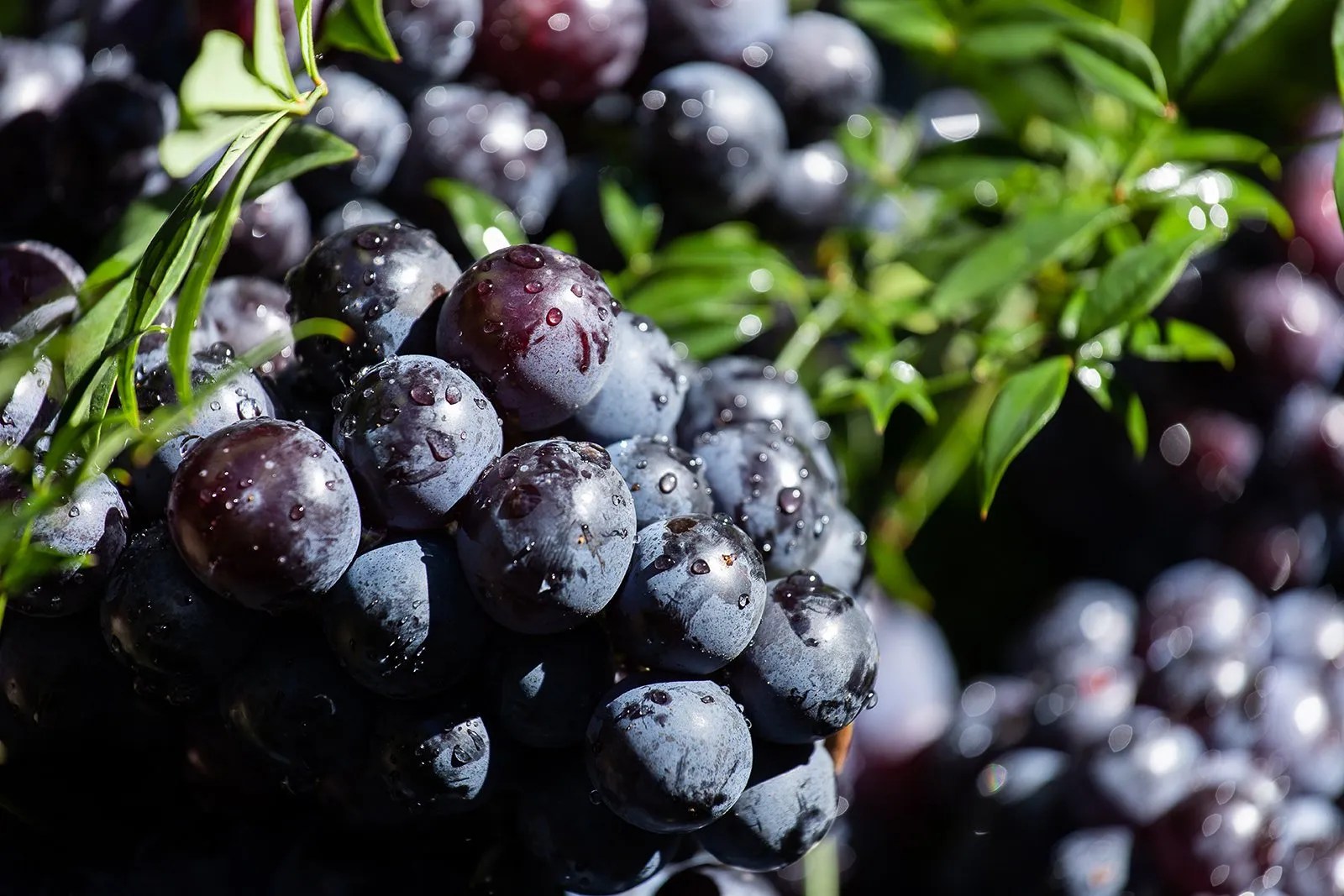 Study shows the benefits of resveratrol in type 1 diabetes
