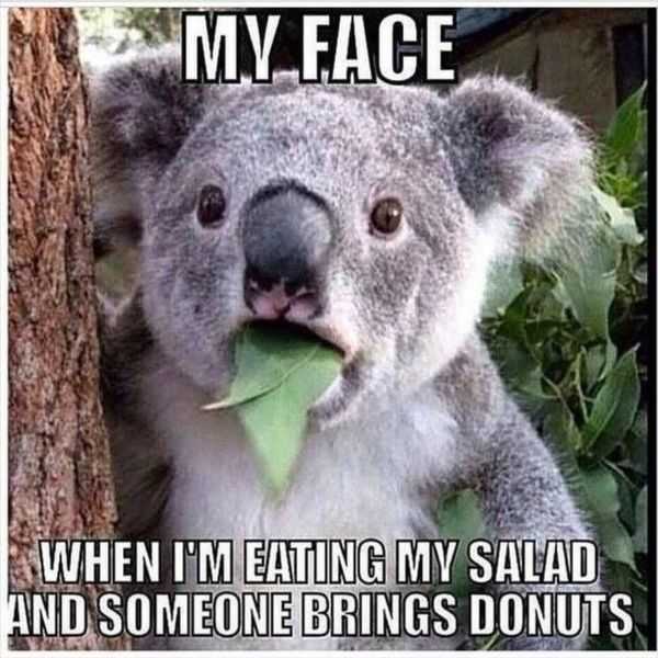 funny koala meme The Funny Beaver