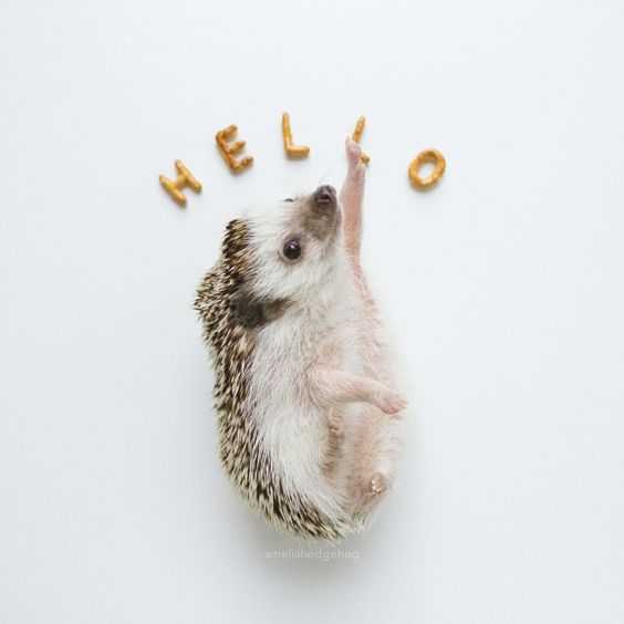 25 Funny and Adorable Hedgehog Pictures That Will Make You Want One