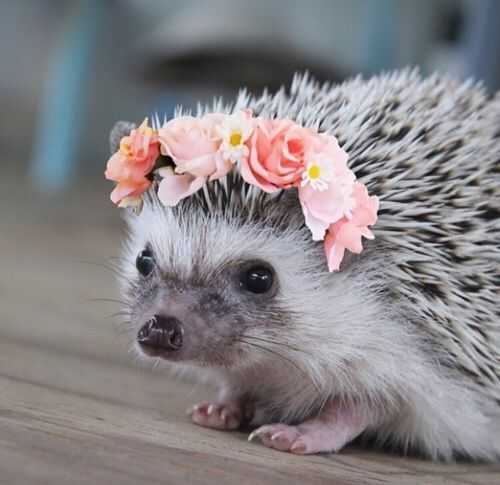 25 Funny and Adorable Hedgehog Pictures That Will Make You Want One