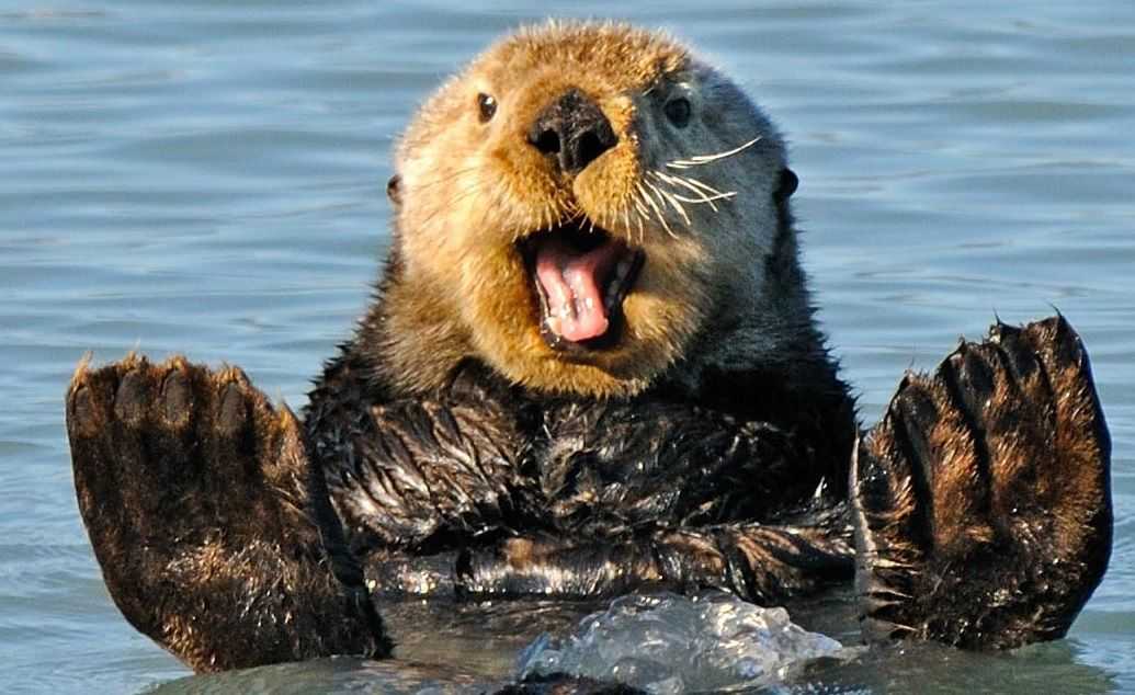 21 Funny Pictures of Otters
