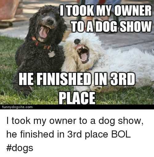 38 Funniest Memes About Dog Shows