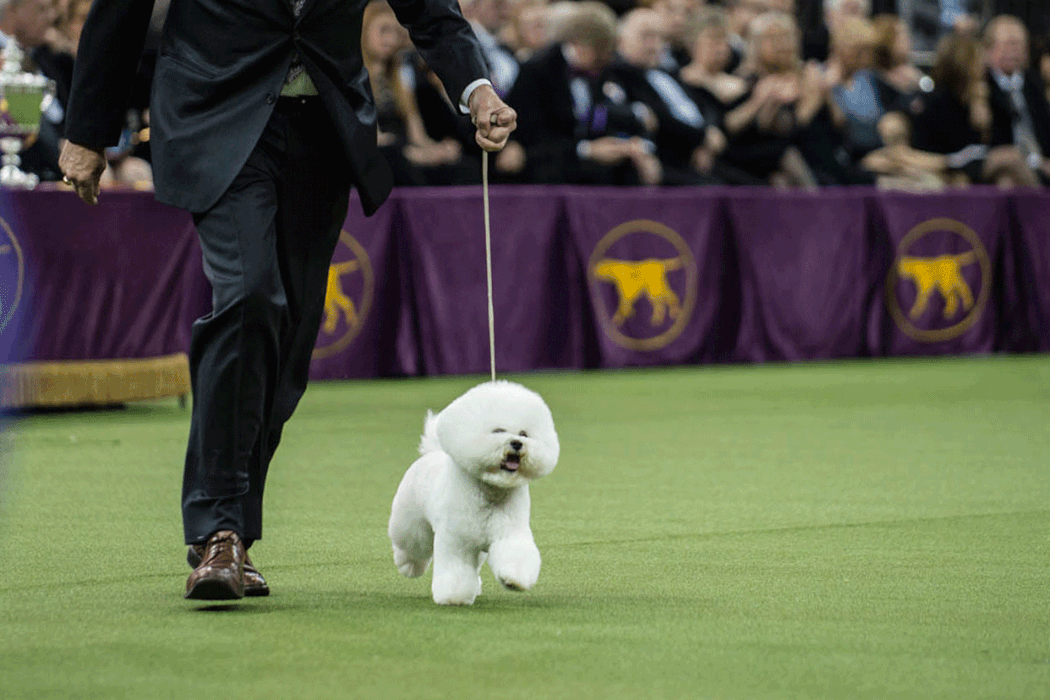 38 Funniest Memes About Dog Shows