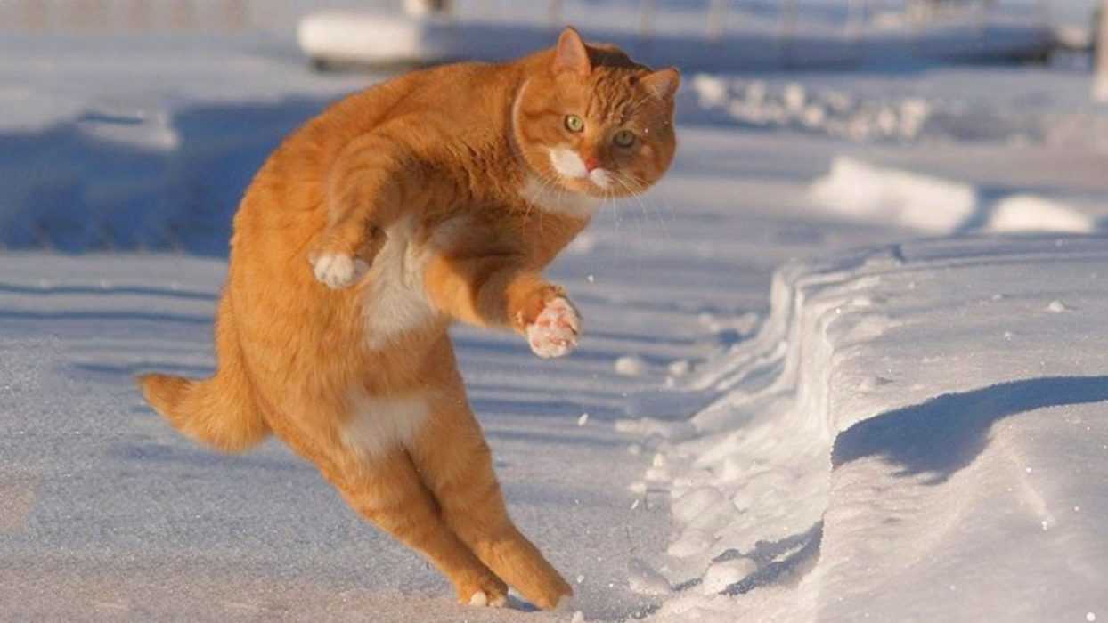 18 Funny Orange Cats