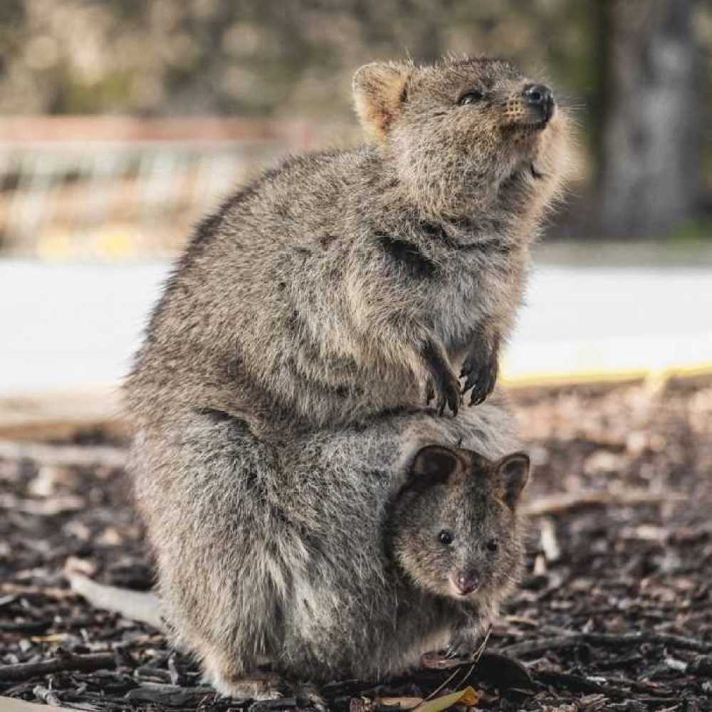 30 Funny Quokka Pictures That Will Make You Book a Flight ...