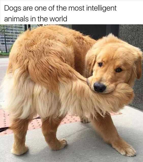 24 Funny Animal Memes To Help You Procrastinate