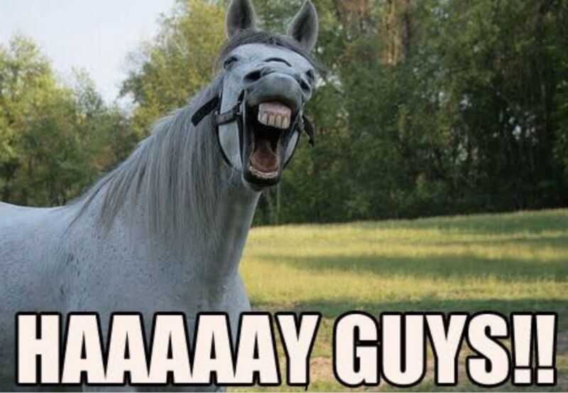 22 Hysterical Animal Memes That Won't Laugh Fail To Make You Laugh