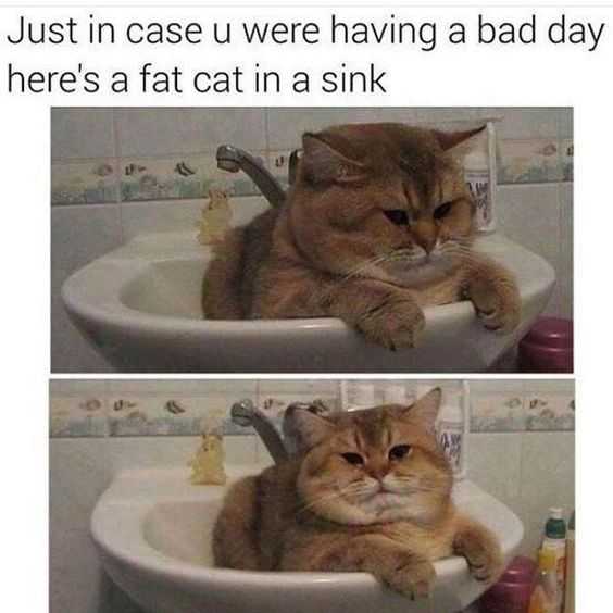 33 Funny And Hilarious Animal Memes That Will Make Anyone Have A Great Day