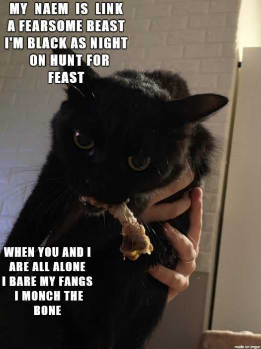 28 Funny Black Cat Memes That Prove Voids Are the Best Furry Friends