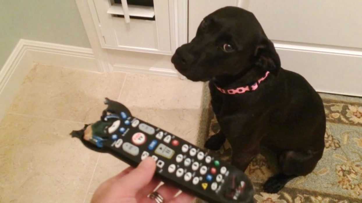 20 Funny Dogs Who Are Clearly In Trouble The Funny Beaver