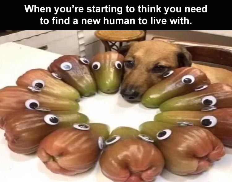 20 Cute And Funny Animal Memes You Must See