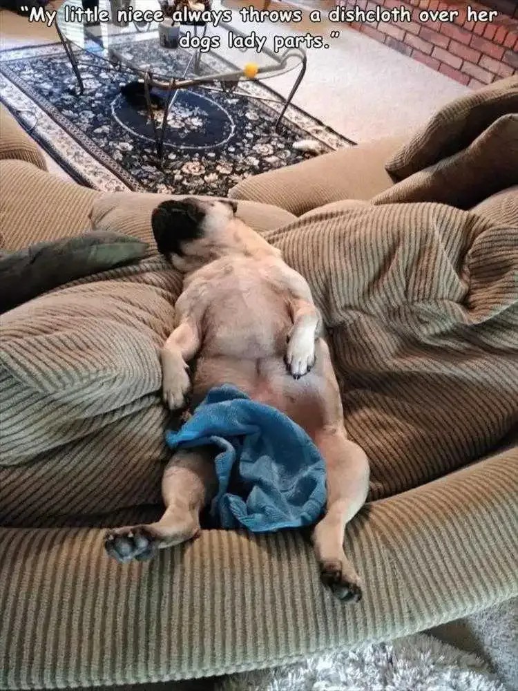 Top 19 Hysterical Animal Memes Of The Day