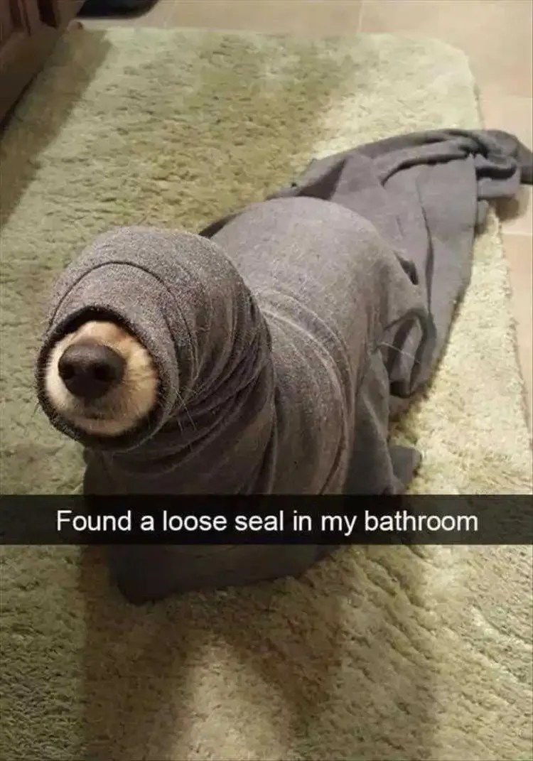 Top 37 Hysterical Animal Pictures With Captions