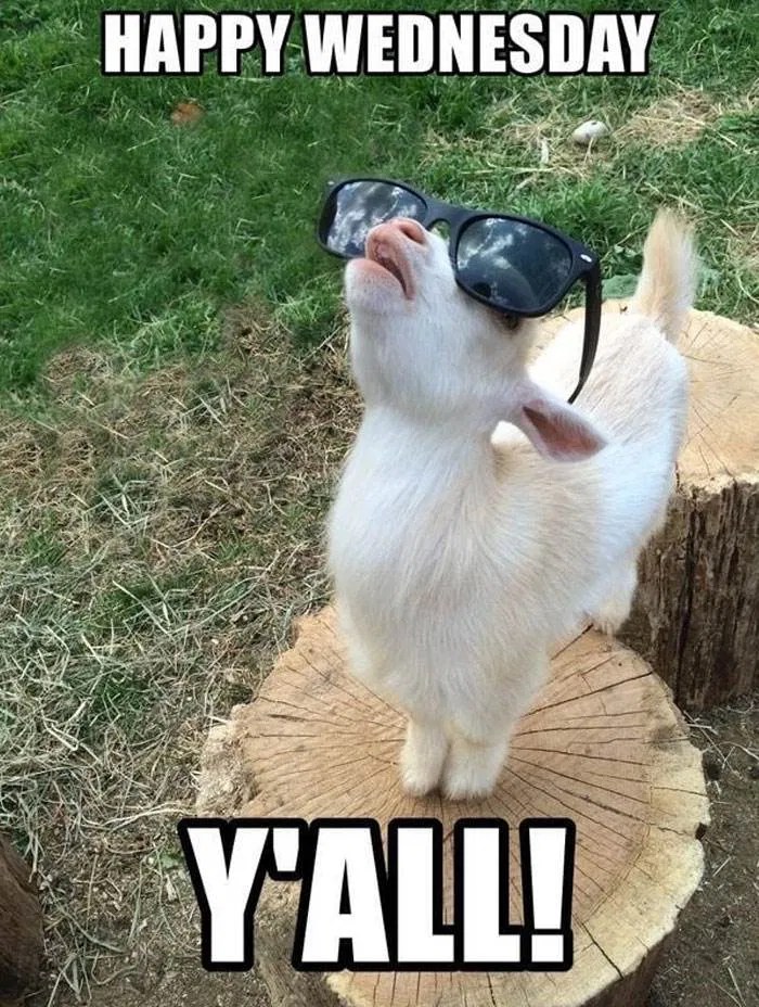 30 Hilarious Wednesday Memes