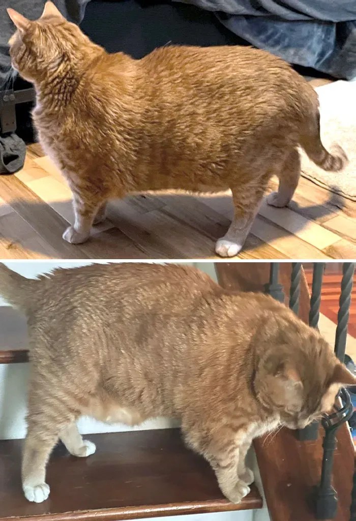 30 Adorable Chubby Cats' Journey To Healthier Lives