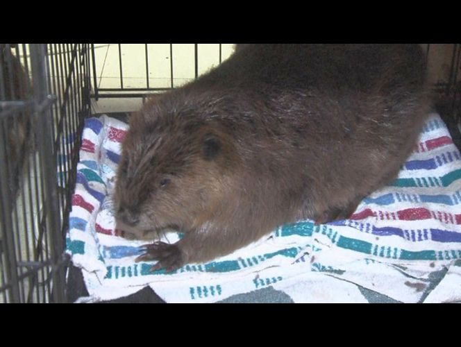 Beavers help stop a fuel spill in Utah The FurBearers