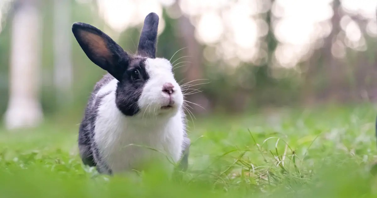 Getting To Know Pet Rabbits The FurBearers