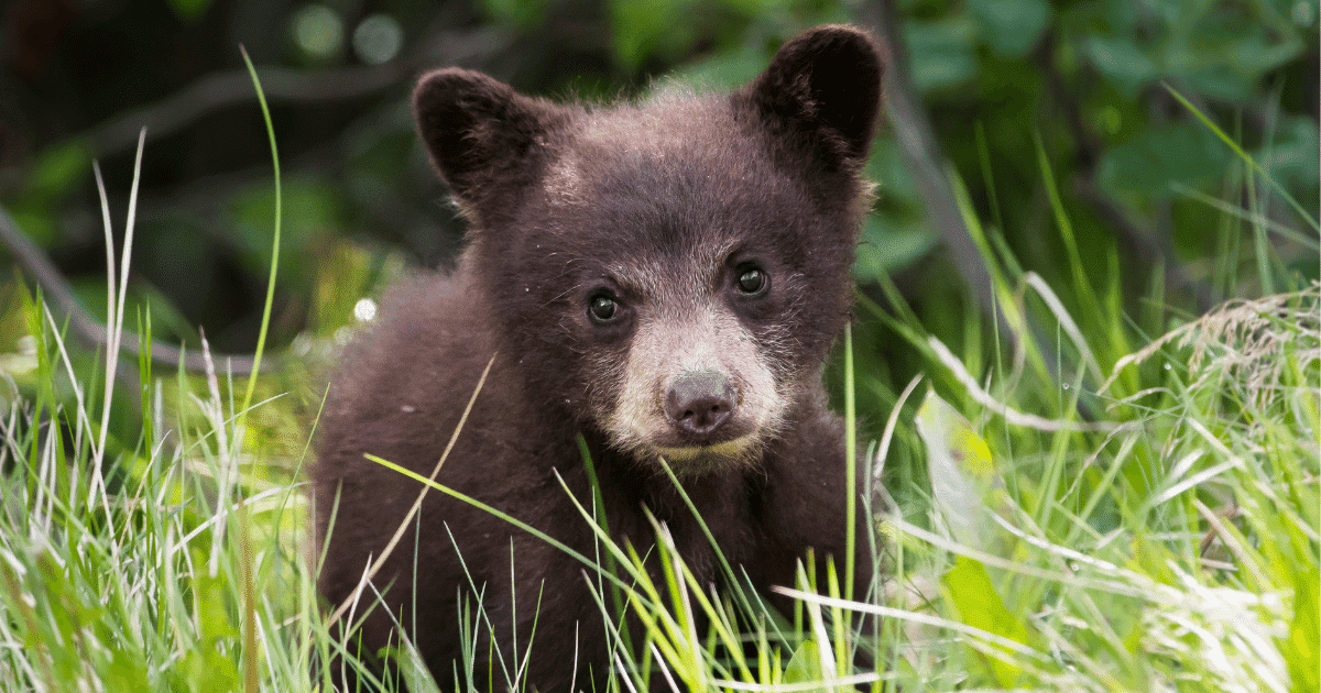 BC must do better for black bear cubs