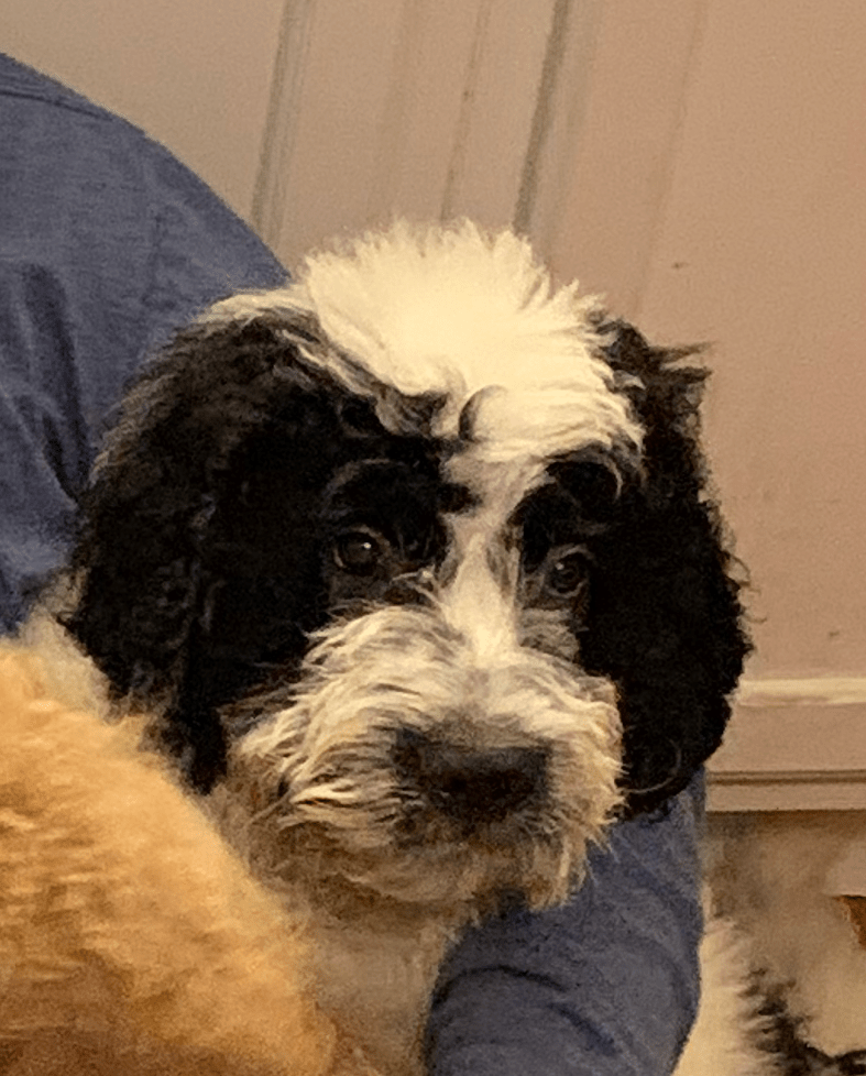 Meet the Family The Furry Farmhouse