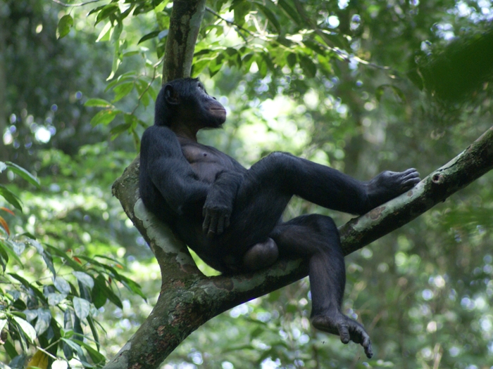 Maternal Support Affects Bonobos’ Mating Success TFOT
