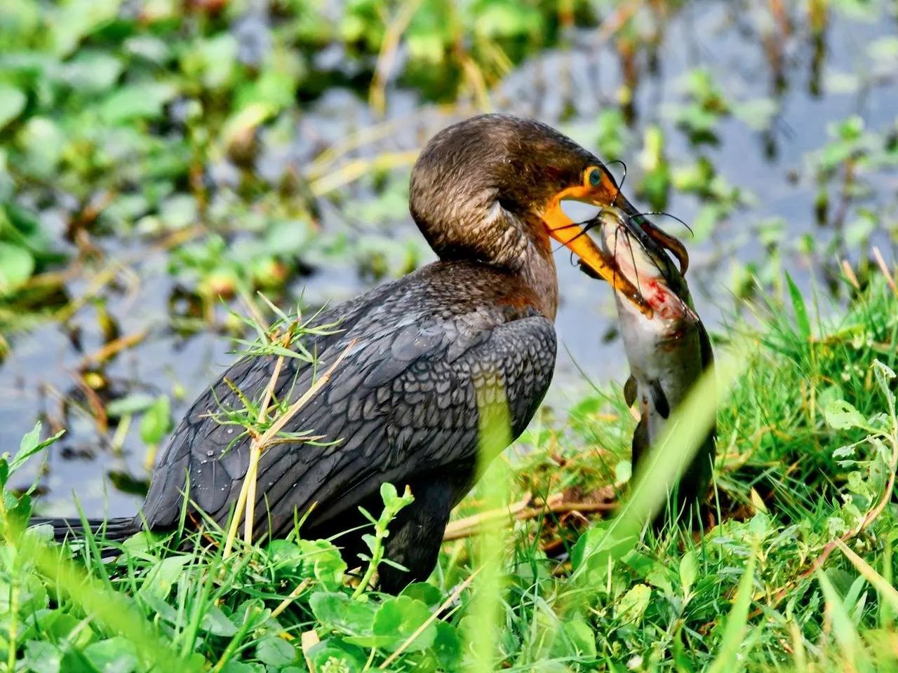 St. Pete Art Show Highlights Florida Birds The Gabber Newspaper