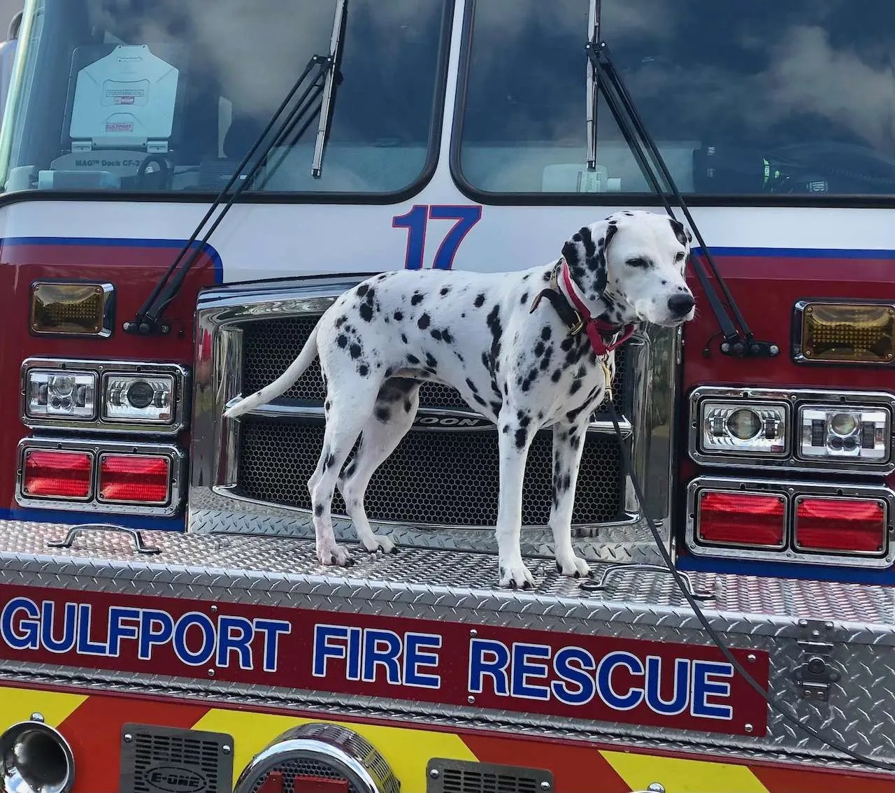 Pet Mayor in Gulfport is Spot On The Gabber Newspaper