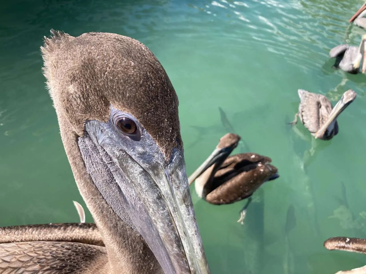 Skyway Pier's New Fishing Rules