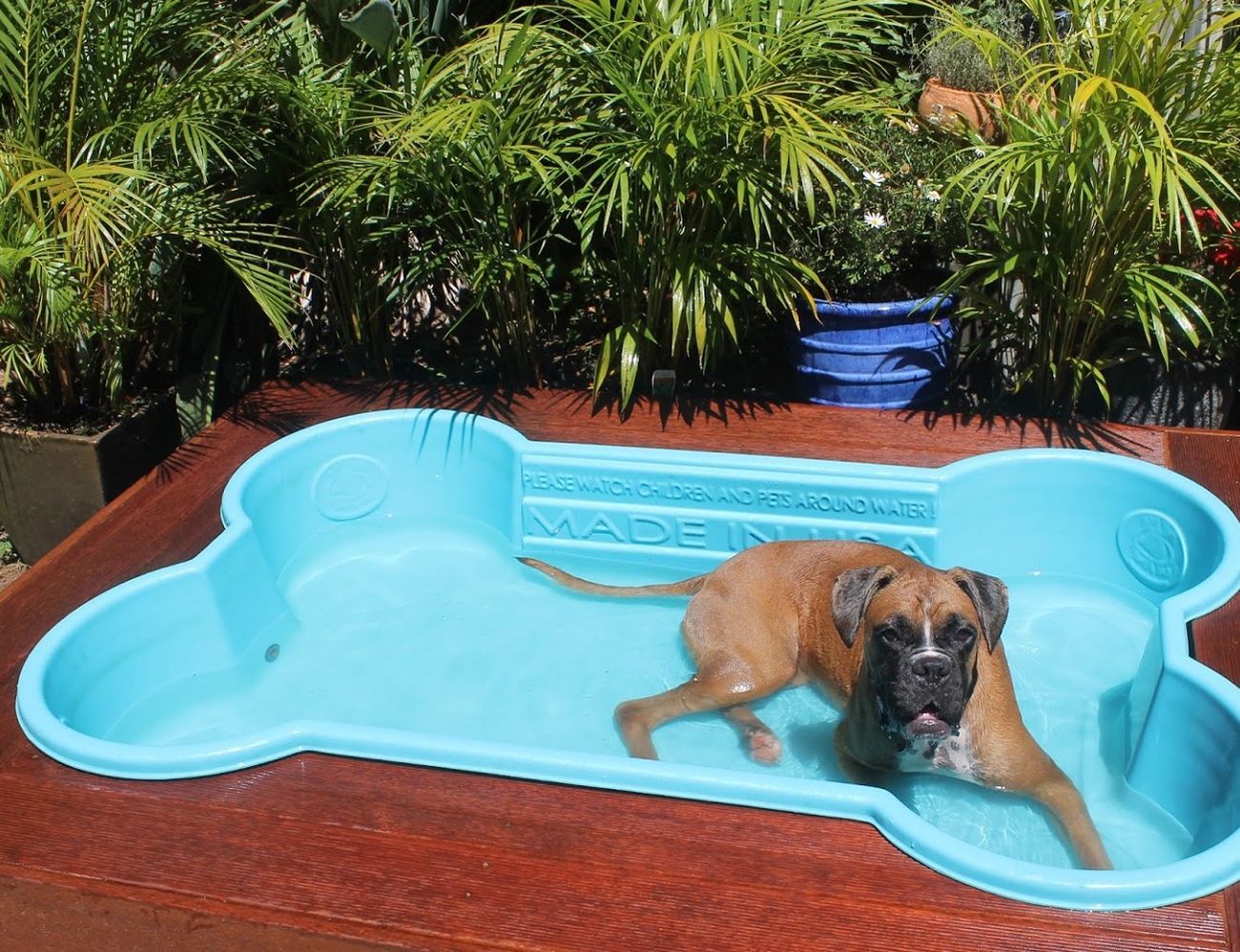 Bone Pool for Dogs » Gadget Flow