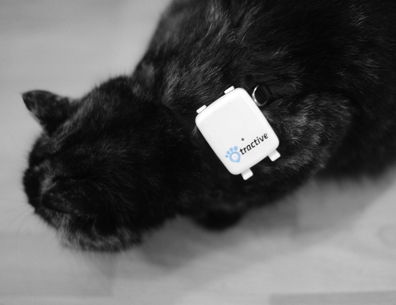 Pet Remote » Gadget Flow