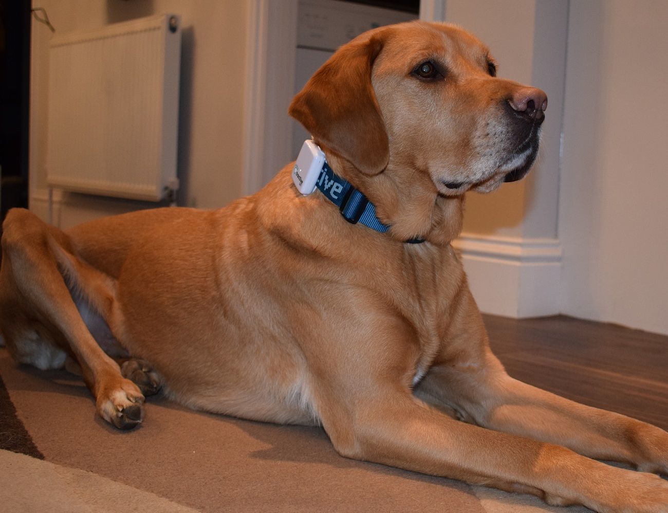 Pet Remote » Gadget Flow