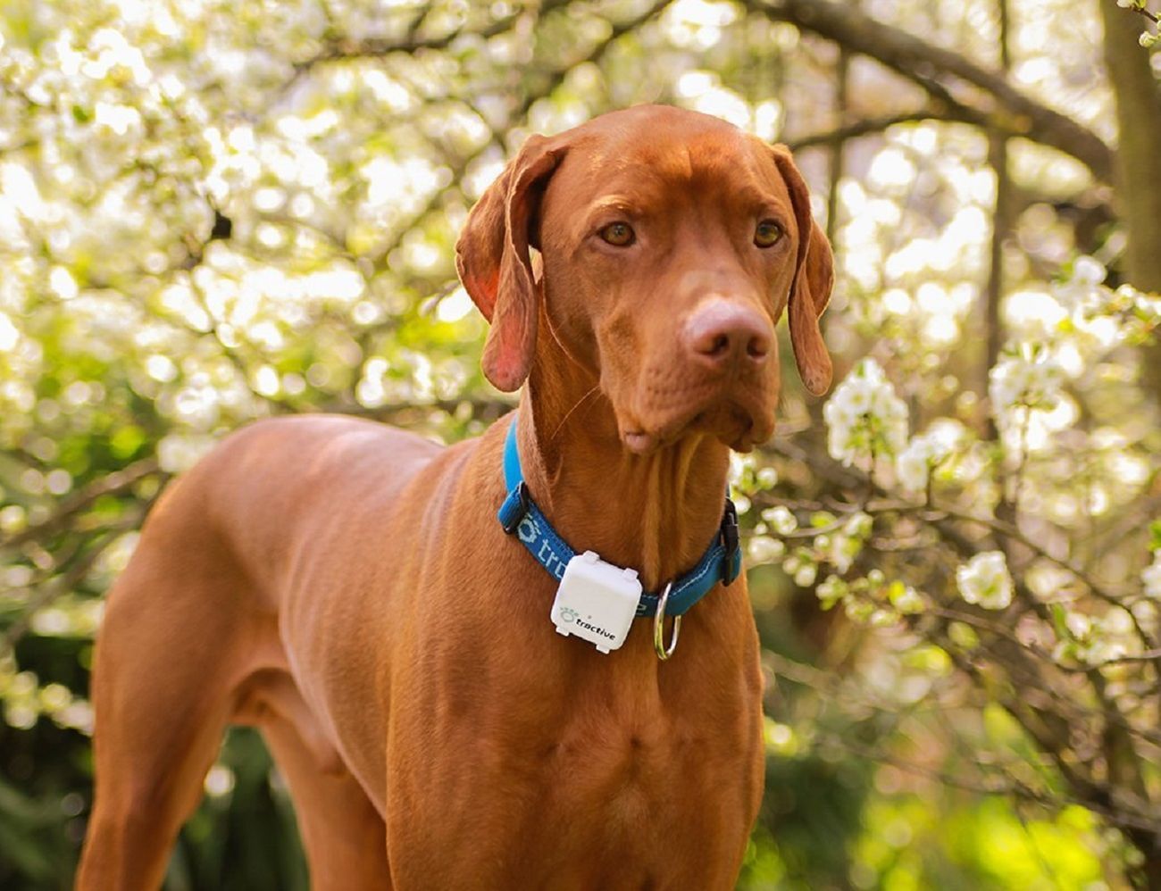 Pet Remote » Gadget Flow