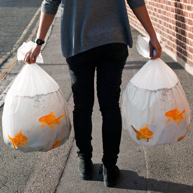 Goldfish Bin Bags » Gadget Flow