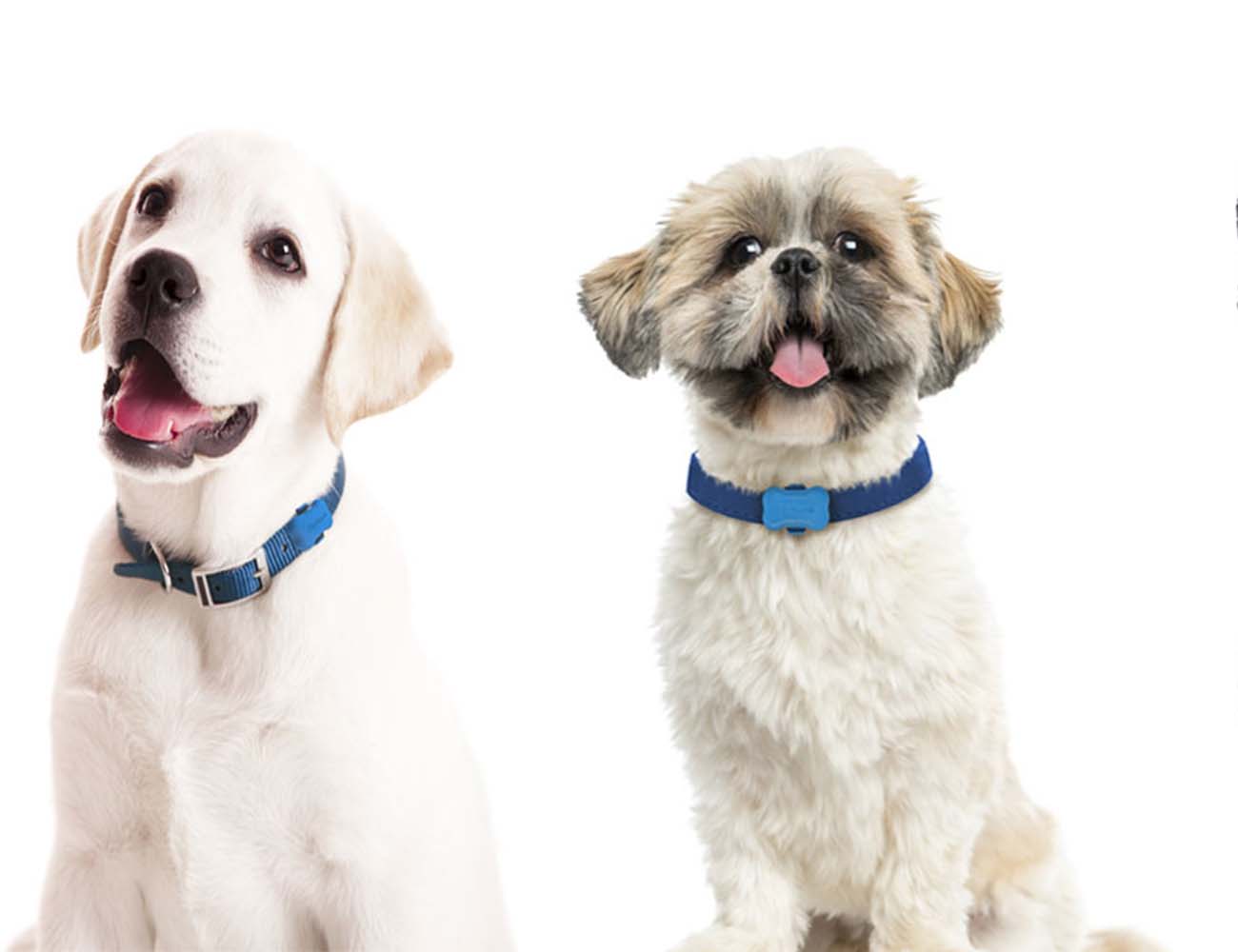 FitBark Dog Activity Tracker » Gadget Flow