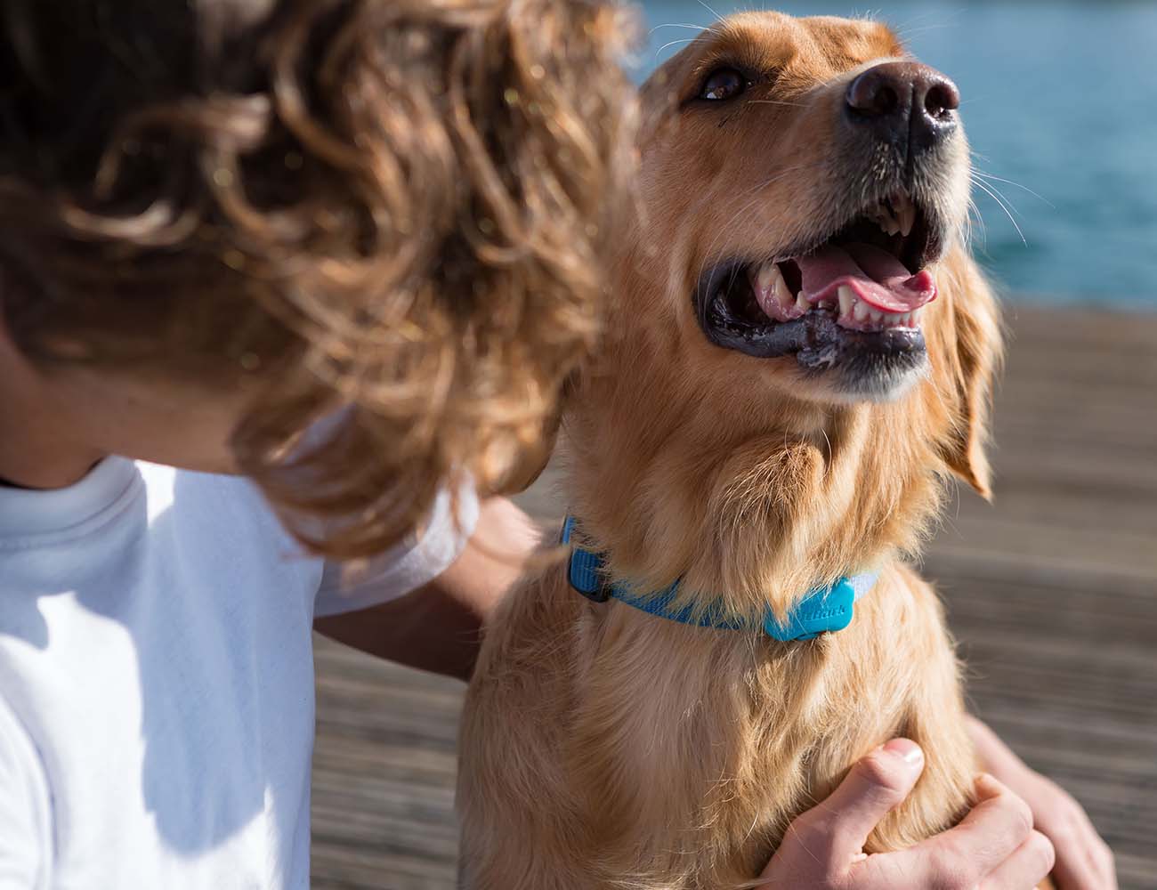 FitBark Dog Activity Tracker » Gadget Flow