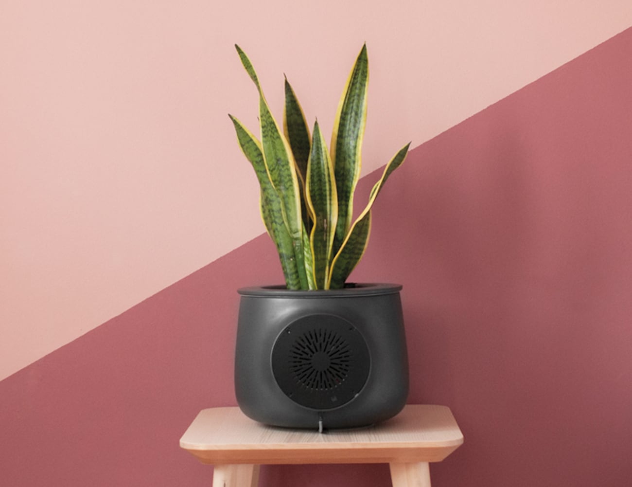Clairy The Most Amazing Natural Air Purifier » Gadget Flow