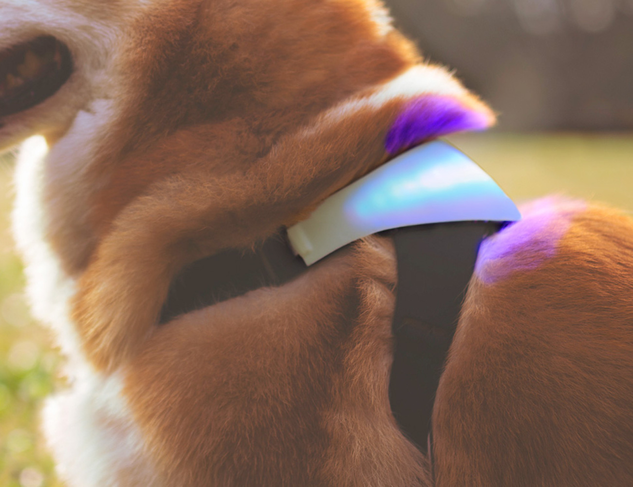 INUPATHY The World’s First Mental Visualizer for Dogs » Gadget Flow