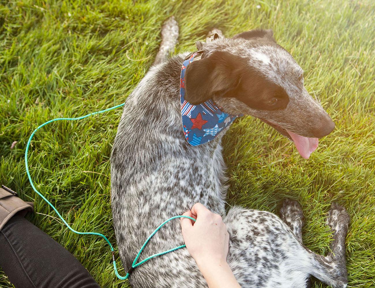 Kloudline The World's Lightest Dog Leash » Gadget Flow