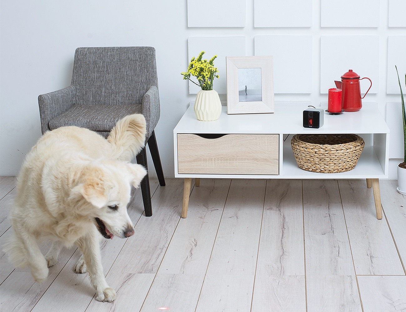 Petcube Bites + Petcube Play Treat & Care for Pets Remotely » Gadget Flow