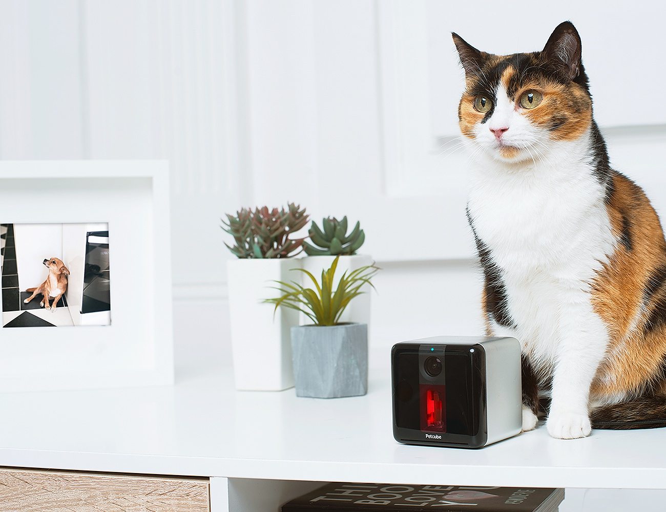 Petcube Bites + Petcube Play Treat & Care for Pets Remotely » Gadget Flow