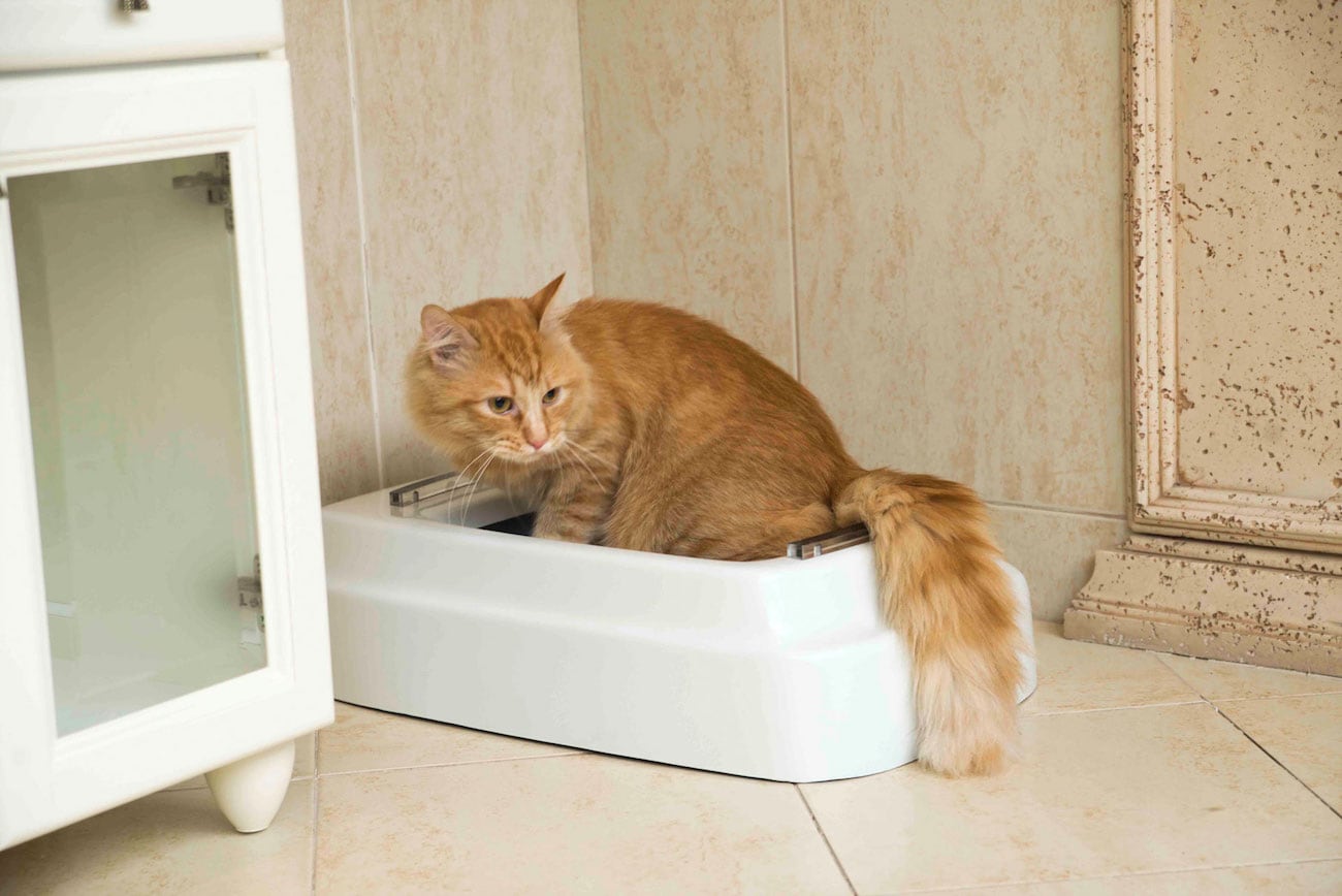 CATOLET Smart Automatic Litter Box » Gadget Flow